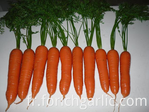 Fresh Carrot